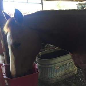 Meet your Posher, Lilli